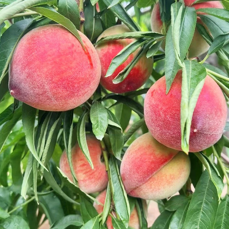 【京东次日达】湖北脆蜜桃3公斤乌鲁木齐九鼎直发京东送到家脆甜多汁湖北省