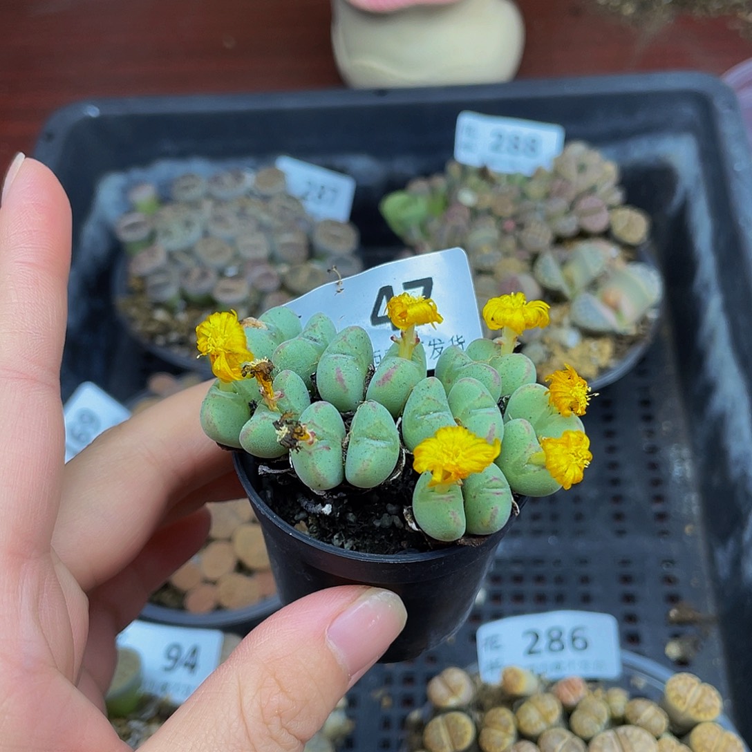 4700000000花花花花花花花花