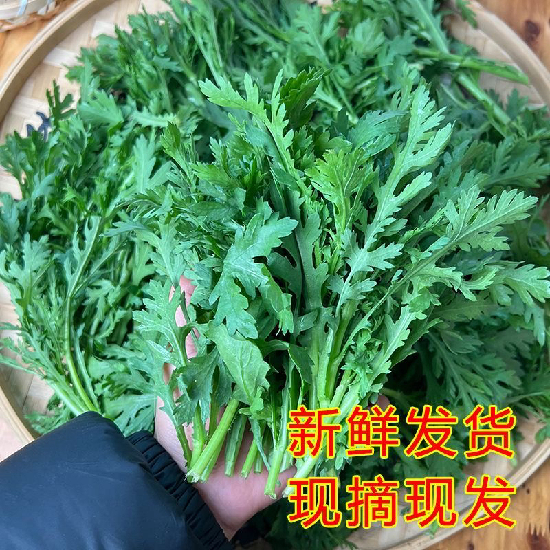 贵州农家自种茼蒿菜现掐现发