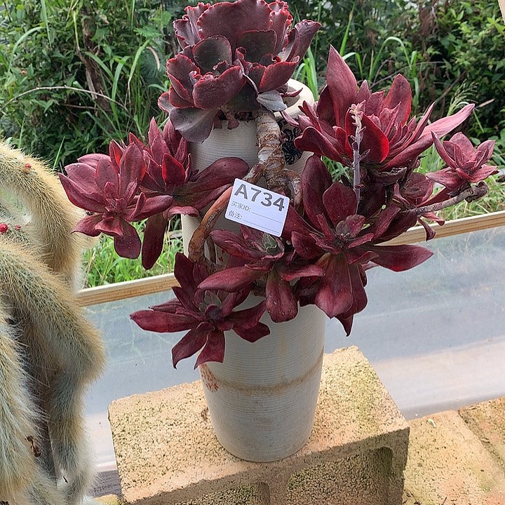 璐璐多肉一物一拍