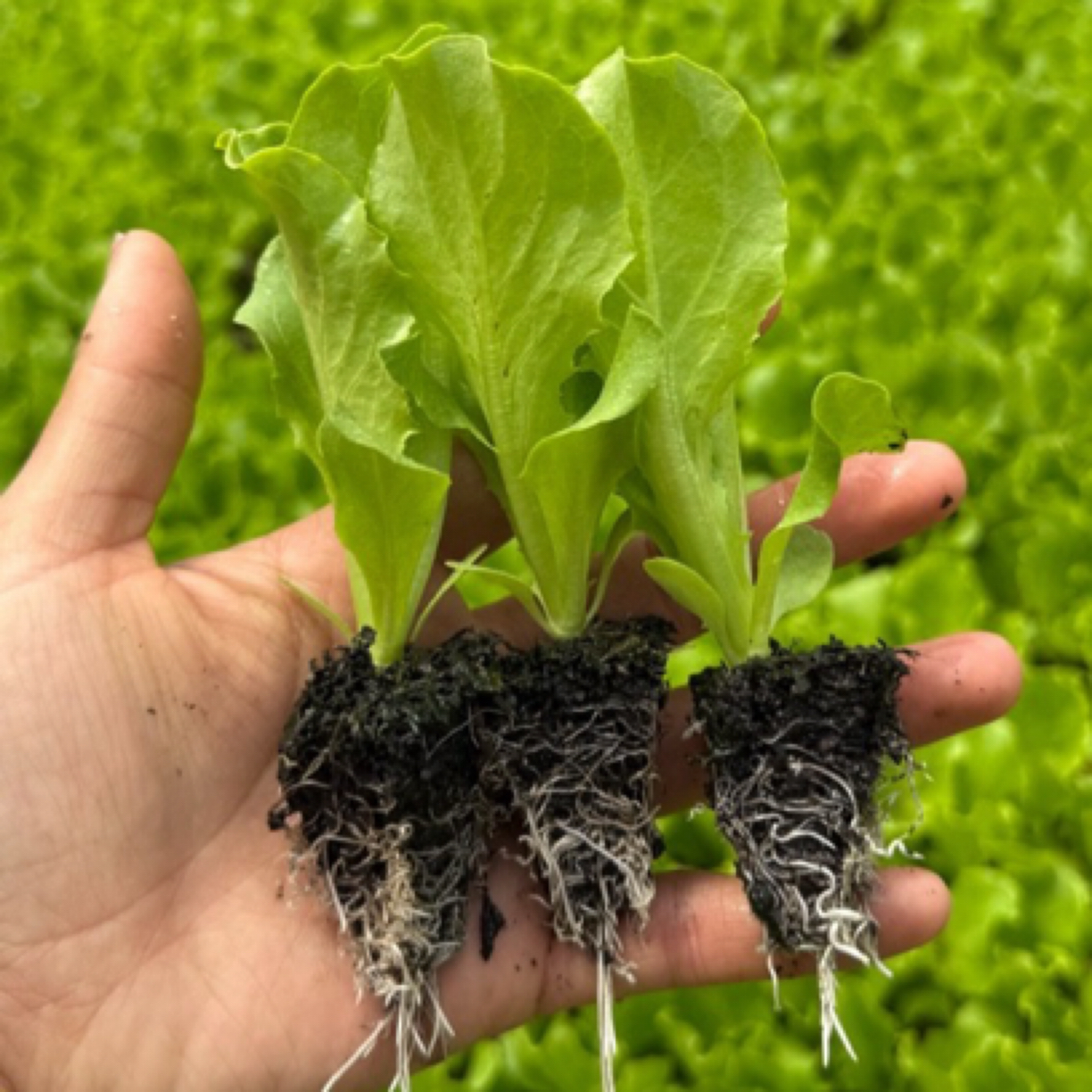 云南意大利生菜苗撒心