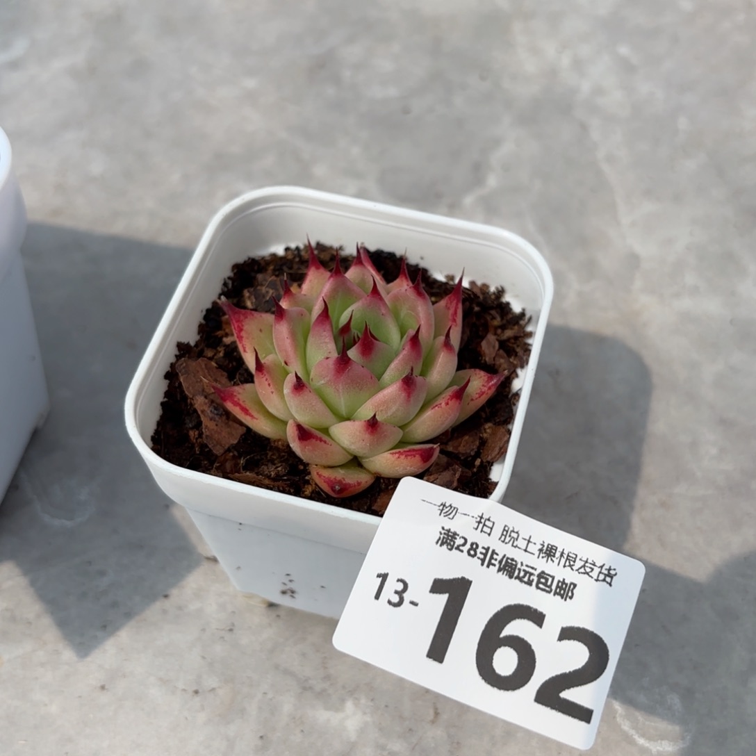 托斯卡单头多肉多肉