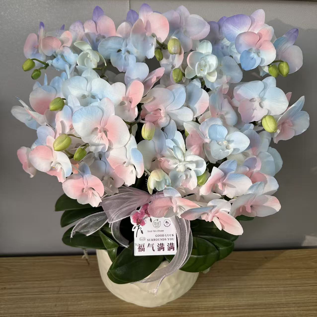 简香（七彩祥云）稀有花色蝴蝶兰鲜花高级盆栽喷色晕染工艺观花花卉