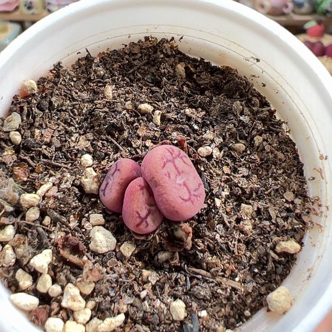 多肉植物145号毛杂