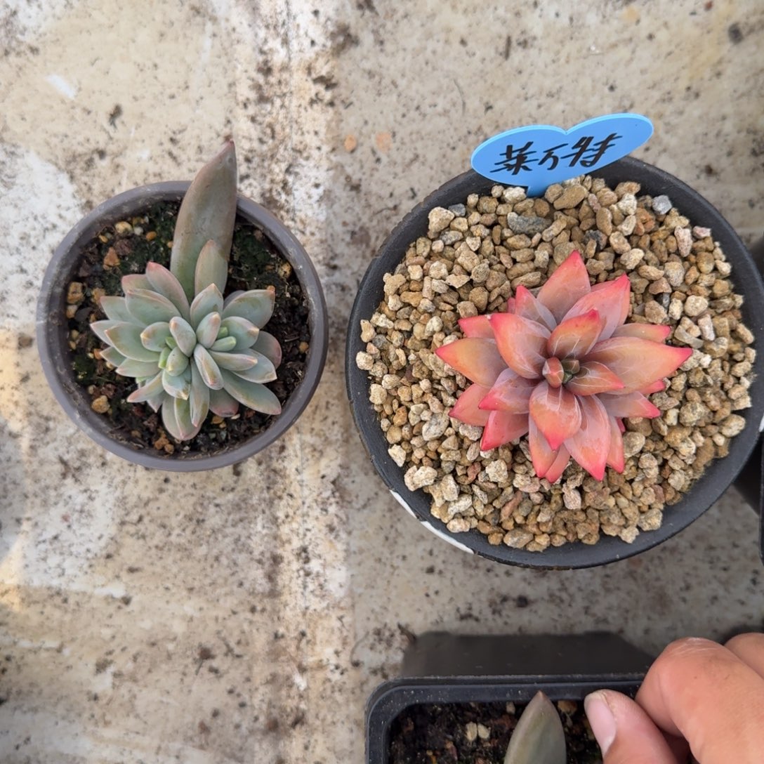 莱万特 叶插  一物一拍