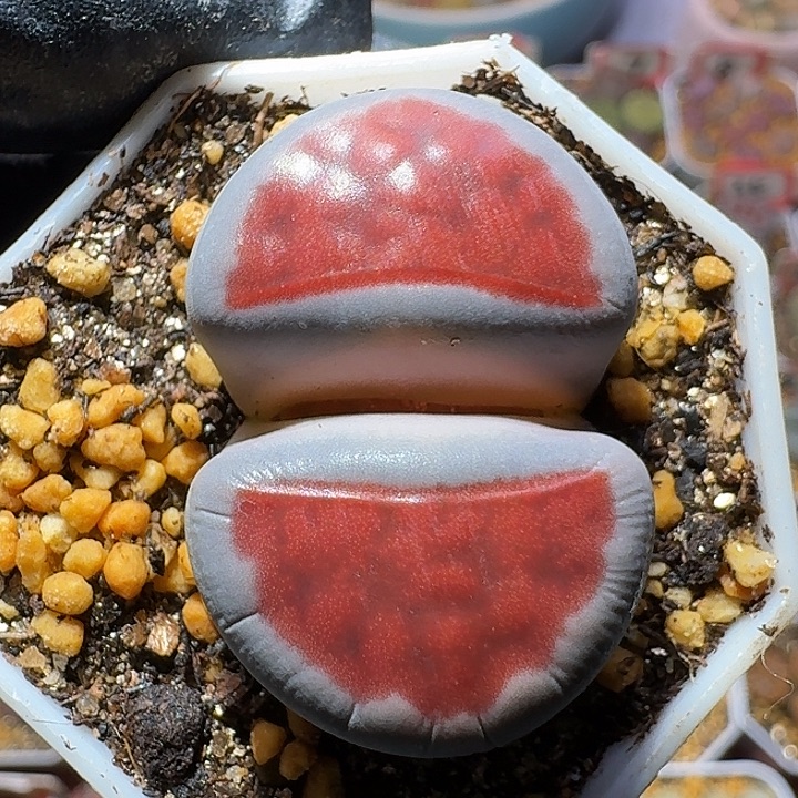 豆****生石花122222。  98