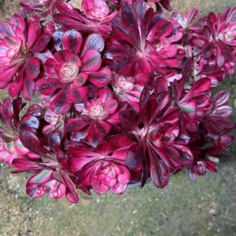 多肉植物香奈儿有砍群生