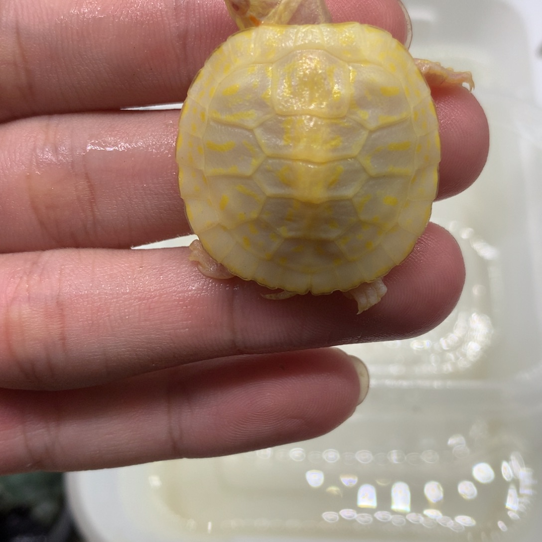 不分公母巴西彩龟