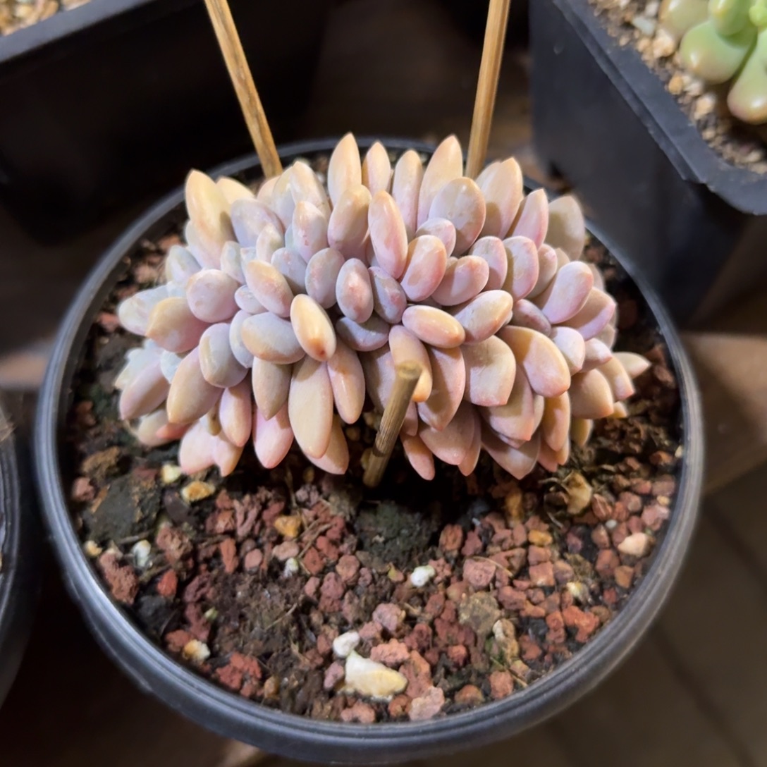 粉兔缀111111111111111