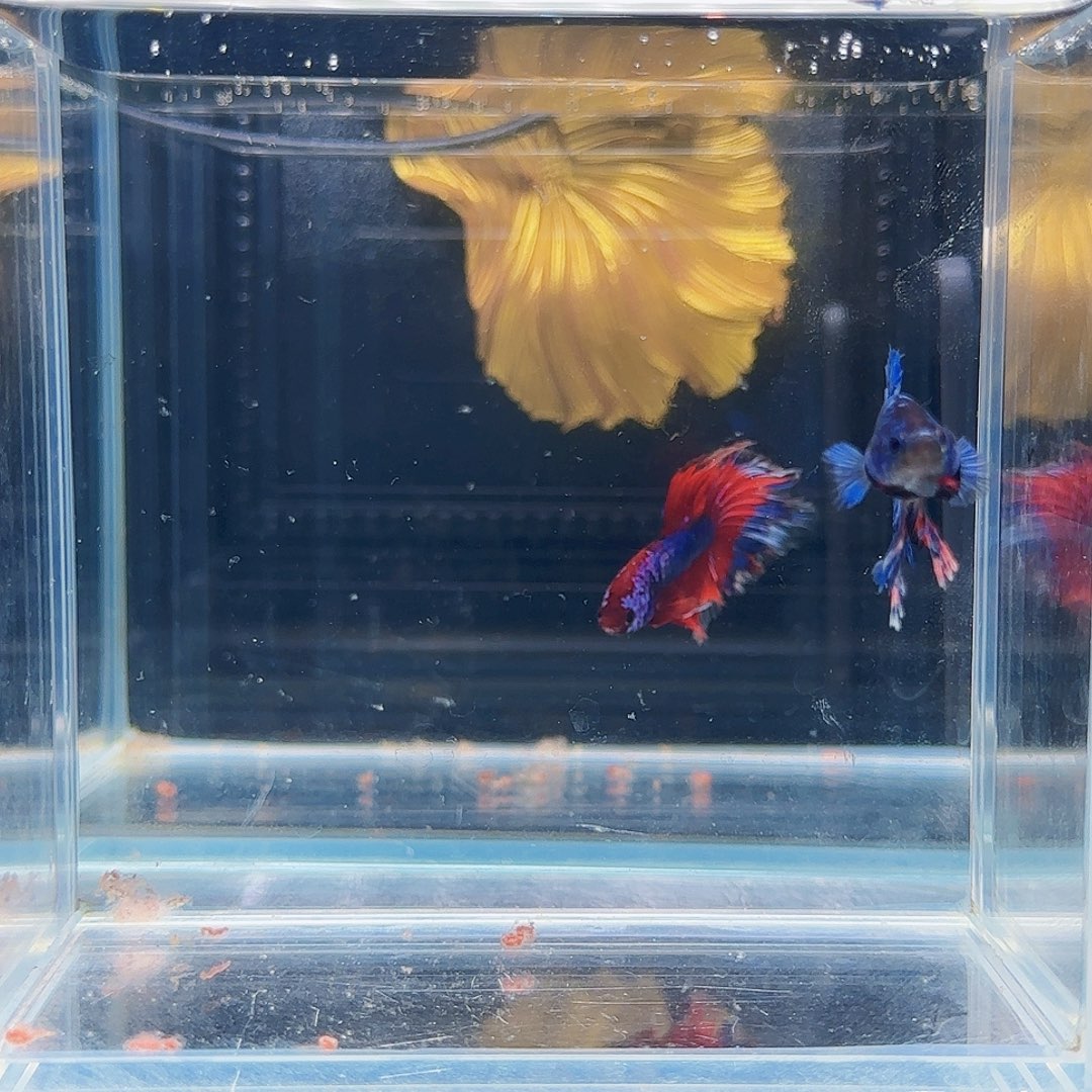 斗鱼活体观赏鱼好养耐活