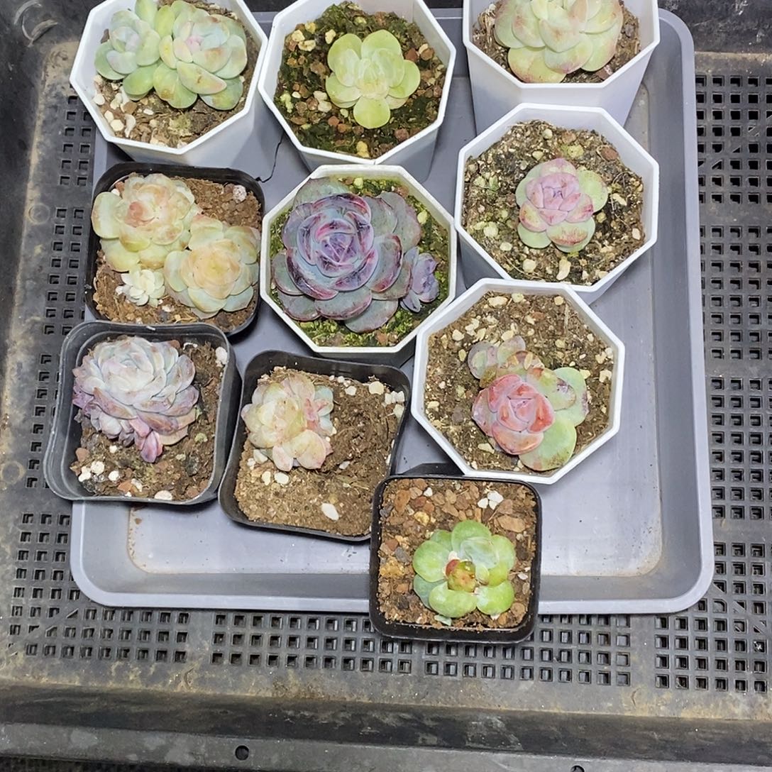 棒***糖22一筐10颗多肉植物