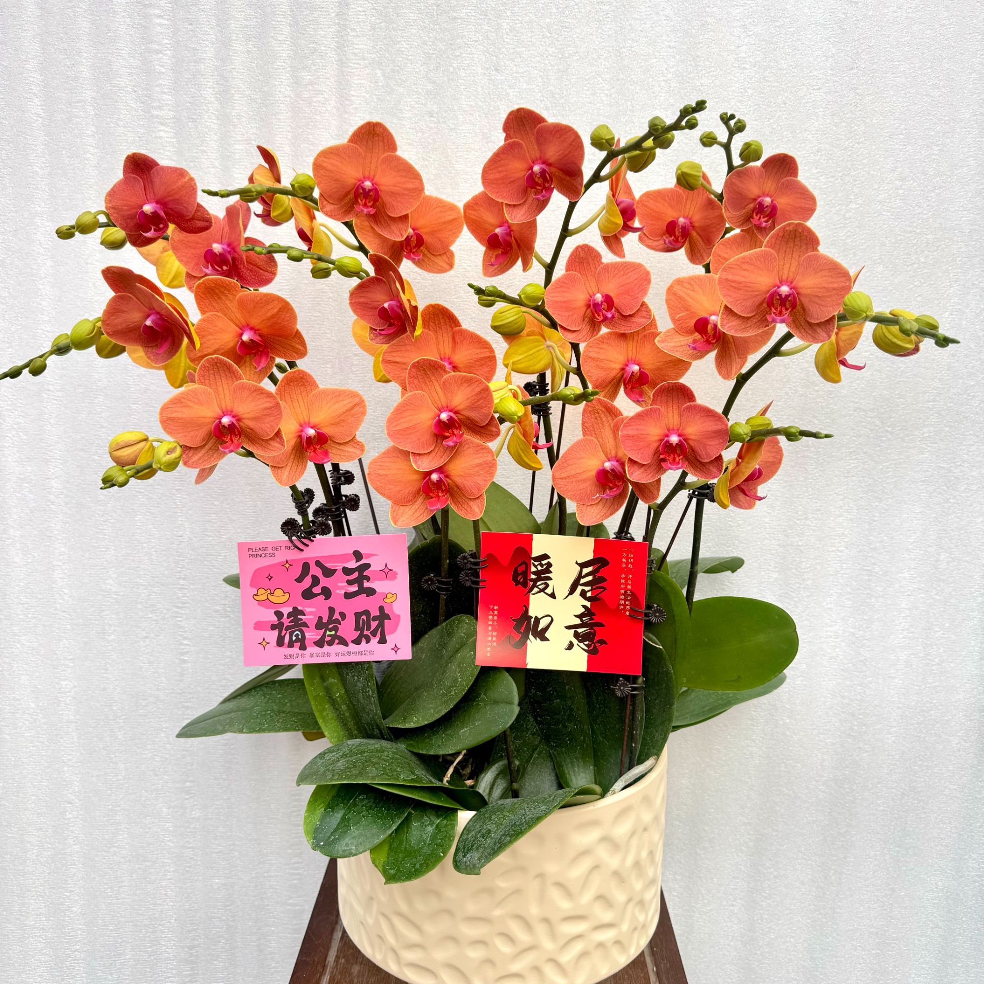 兰馨【香恋】 蝴蝶兰送人送礼乔迁 室内花卉 花期长 好养活