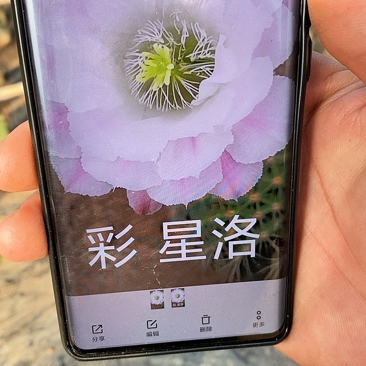彩 星洛/侧芽歪20包邮/