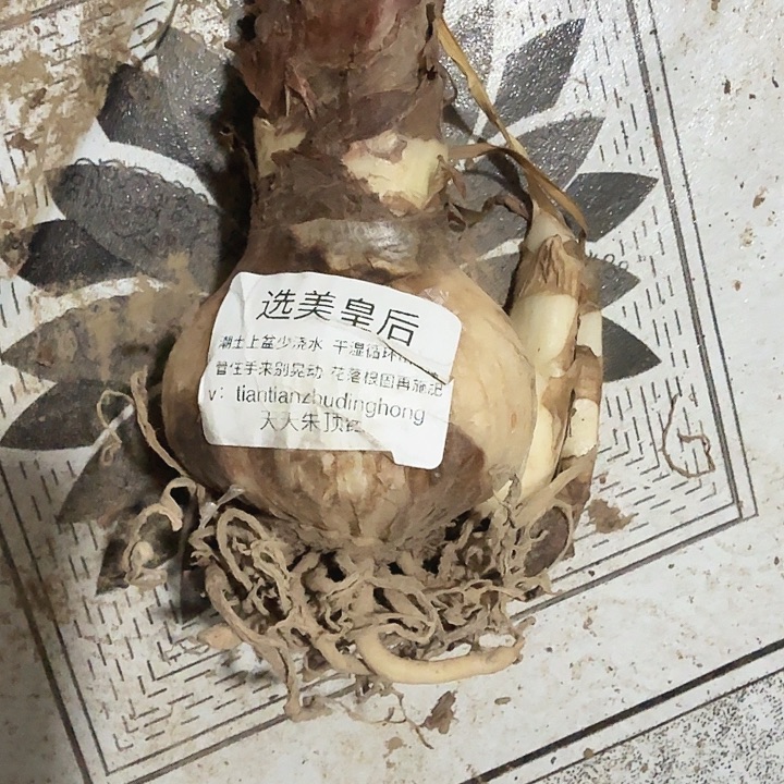选美皇后直径6+基地球