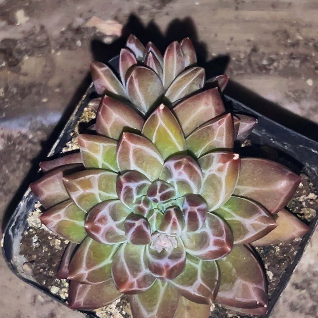 桔云多肉美人精品系列