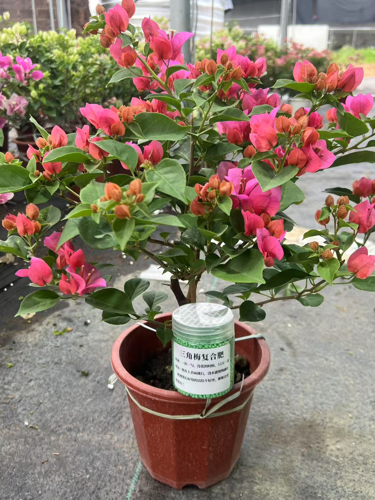 三角梅（专用复合肥）  不烧根催爆花通用型肥氮磷钾水溶肥长效温和