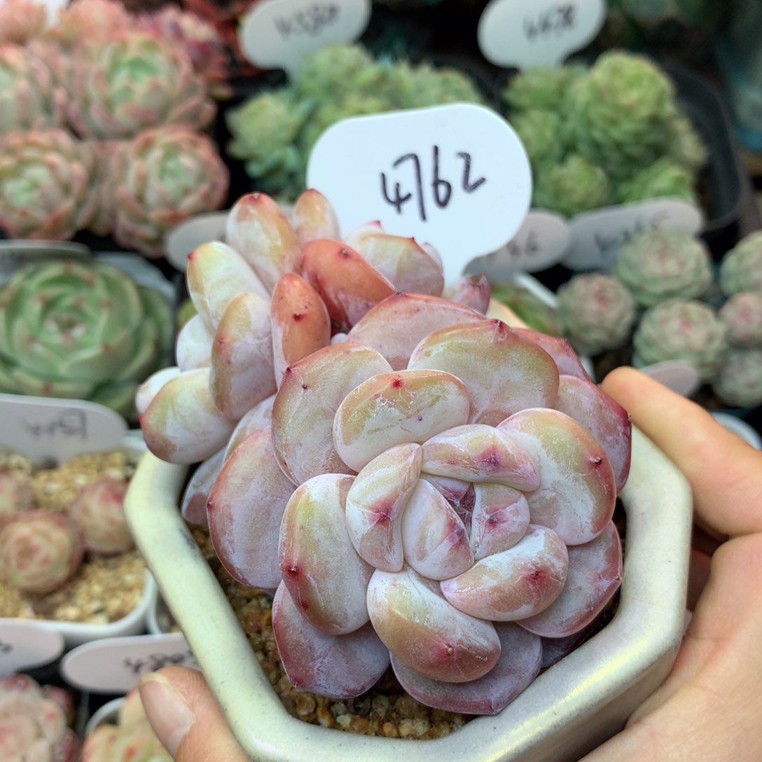 玩家石榴紫星影老桩4762