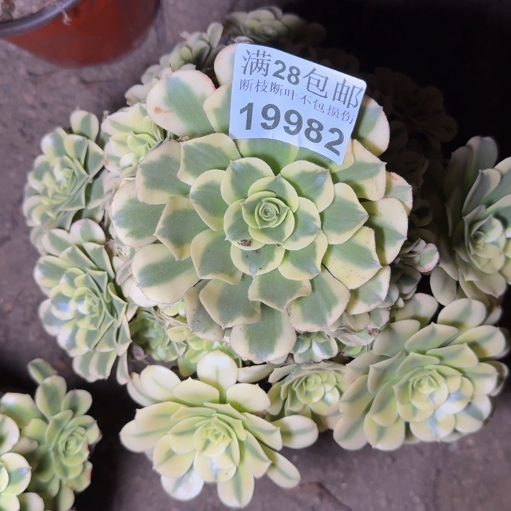 19982绿豆沙多肉植物
