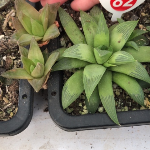 寿3颗一起脱盆发货哈哈哈哈