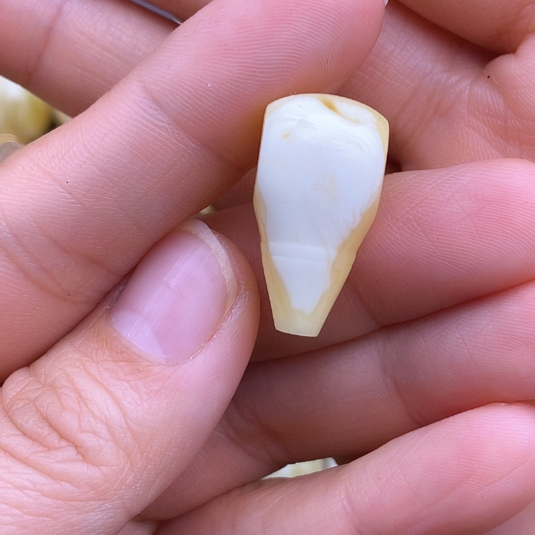 琥珀裸石未镶嵌江*12mm 蜜蜡三通