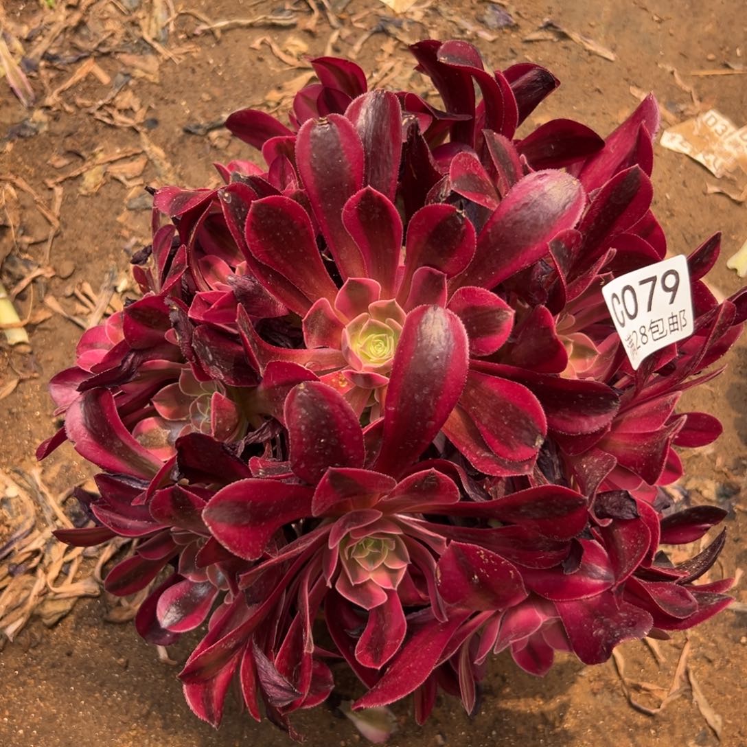 079多肉   美杜莎     