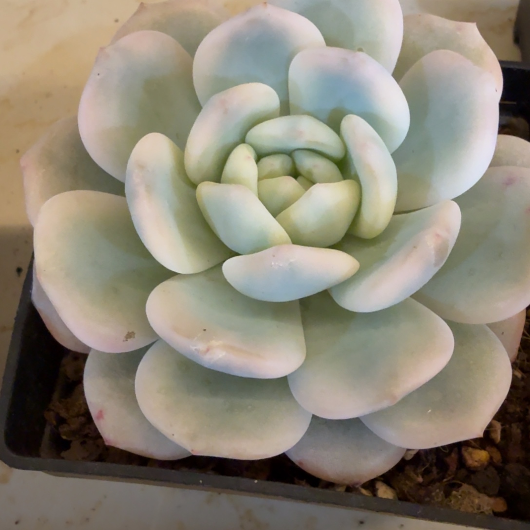星影 安吉园艺锦锦