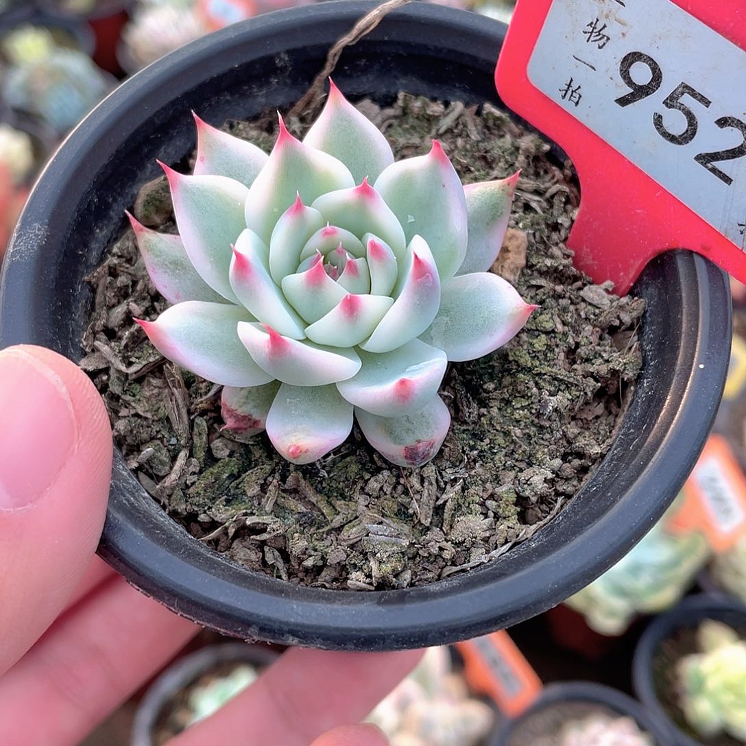 吉娃娃锦952号多肉植物