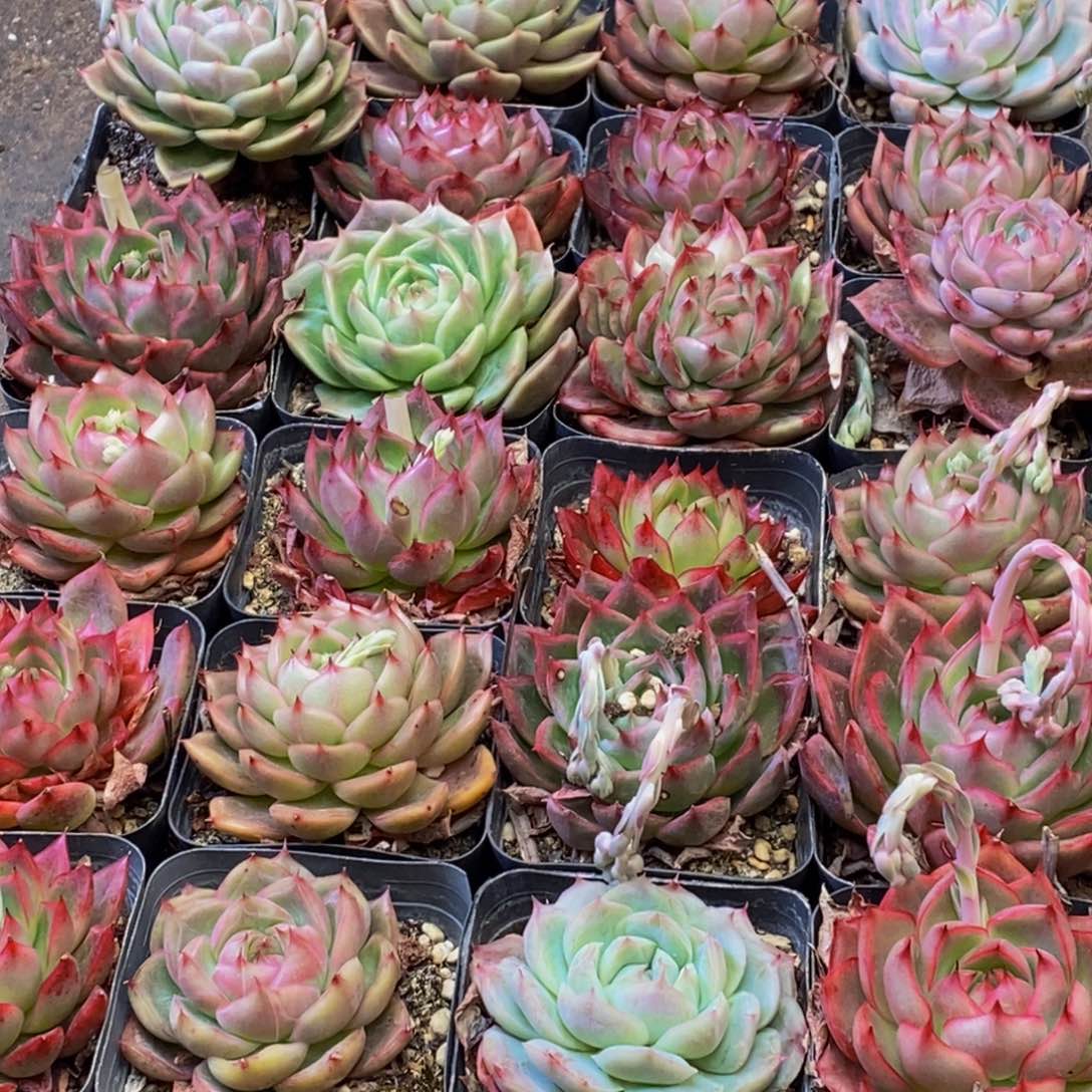 926多肉植物保护研究所所长的