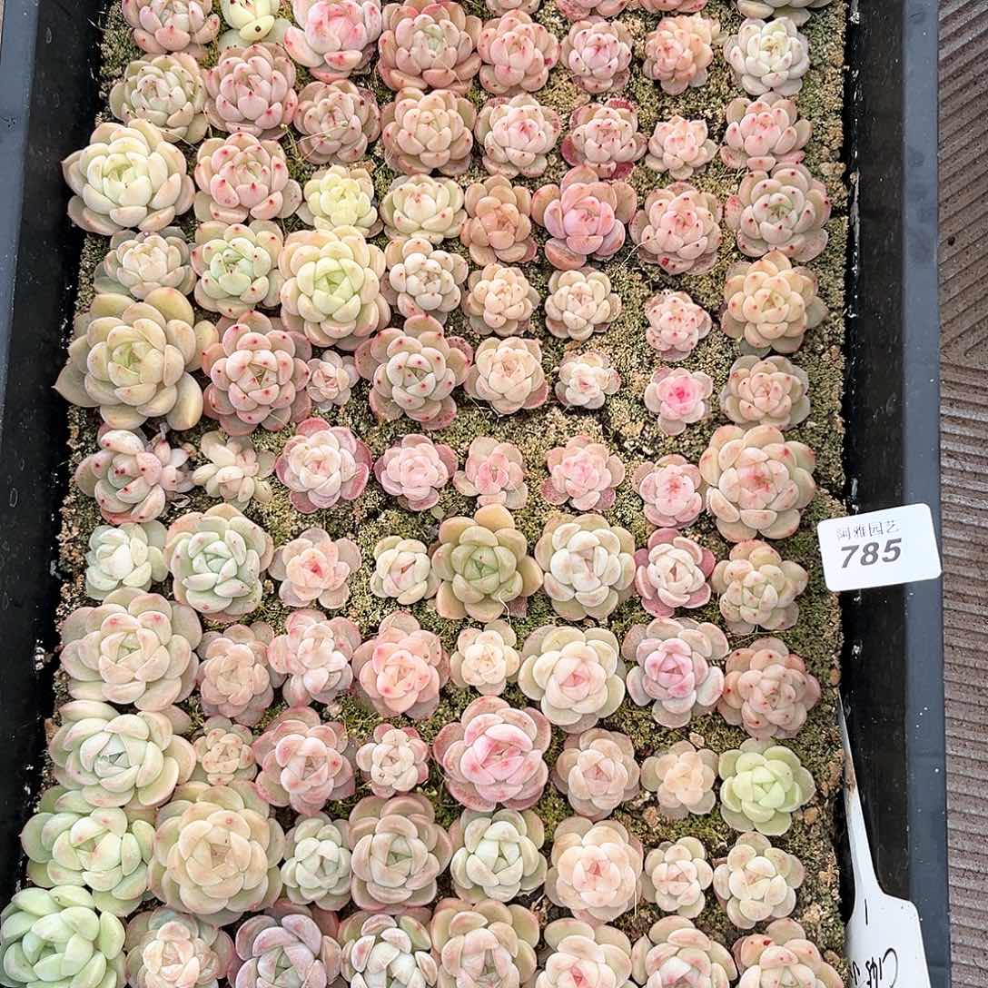 阿雅园艺。            785