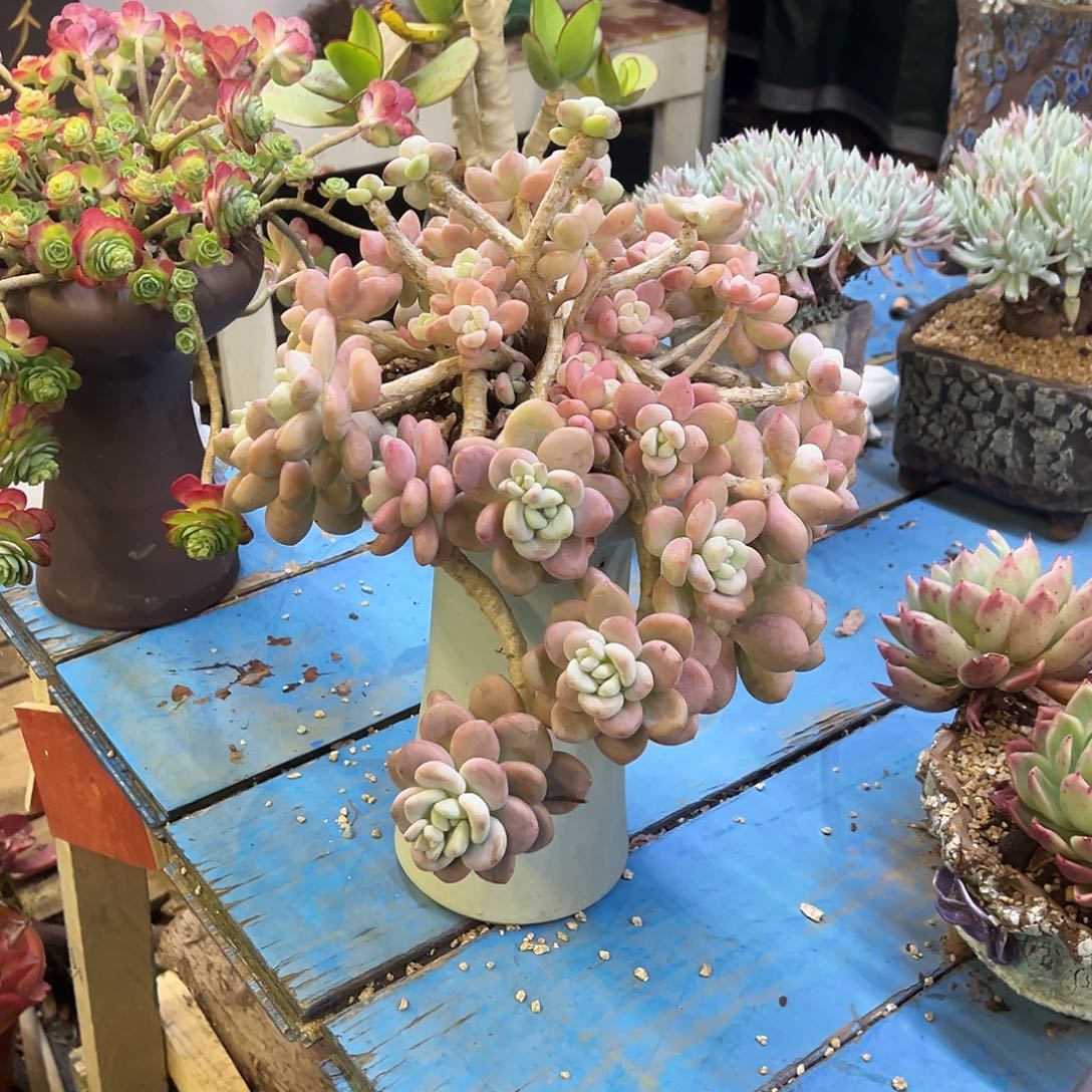 洛神裸根发货。    