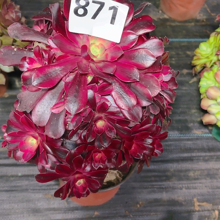 【闪购商品】871美杜莎2-12