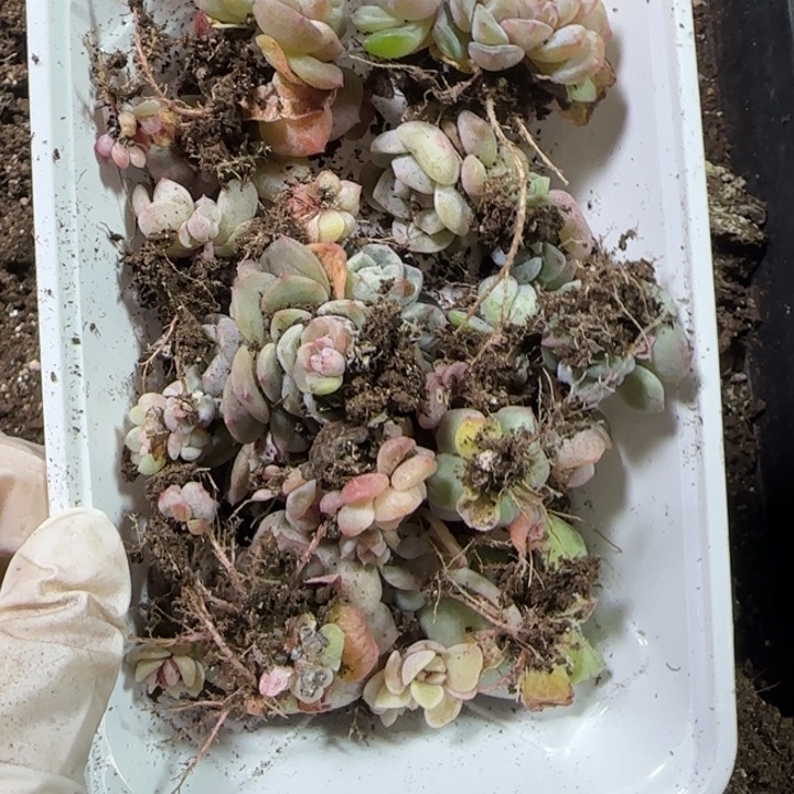 小***树66号绝绝子渣渣一盒