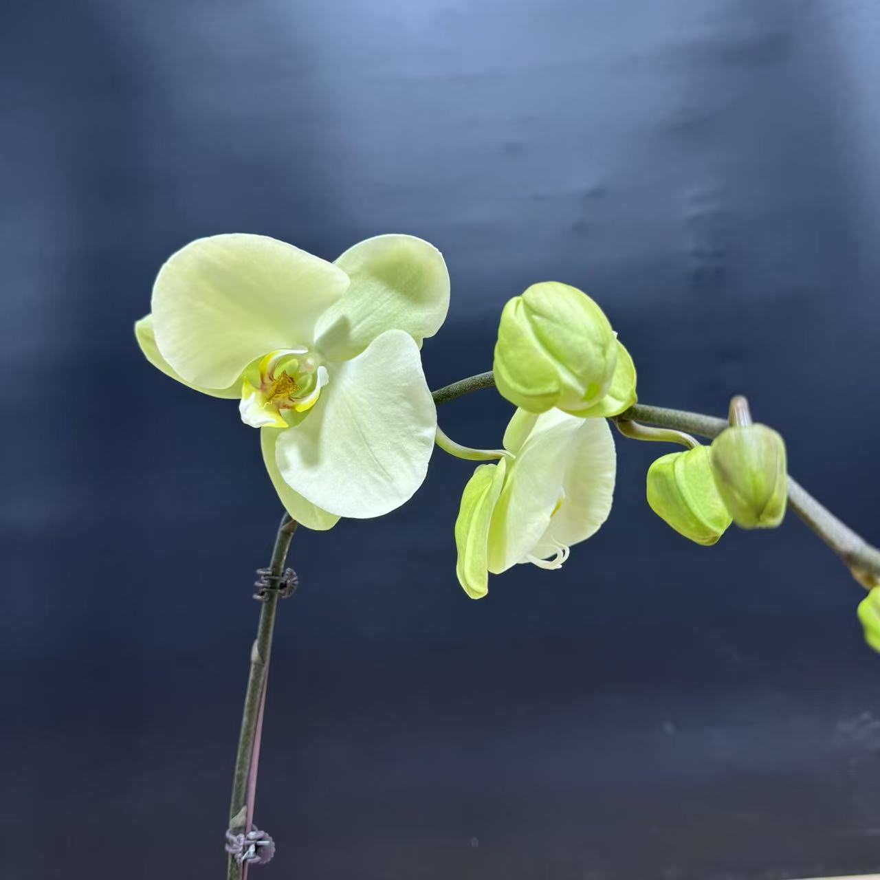 蝴蝶兰【春柳】（拍满5颗配盆）昆明直发