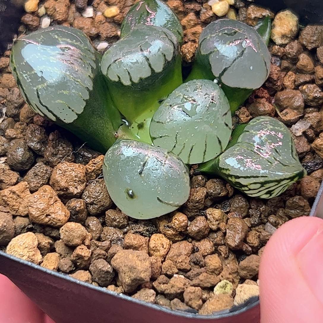 魔晶球十二卷多肉植物