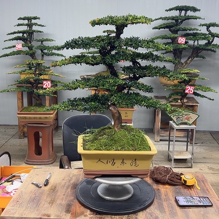 无花朵红芽珍珠罗汉松