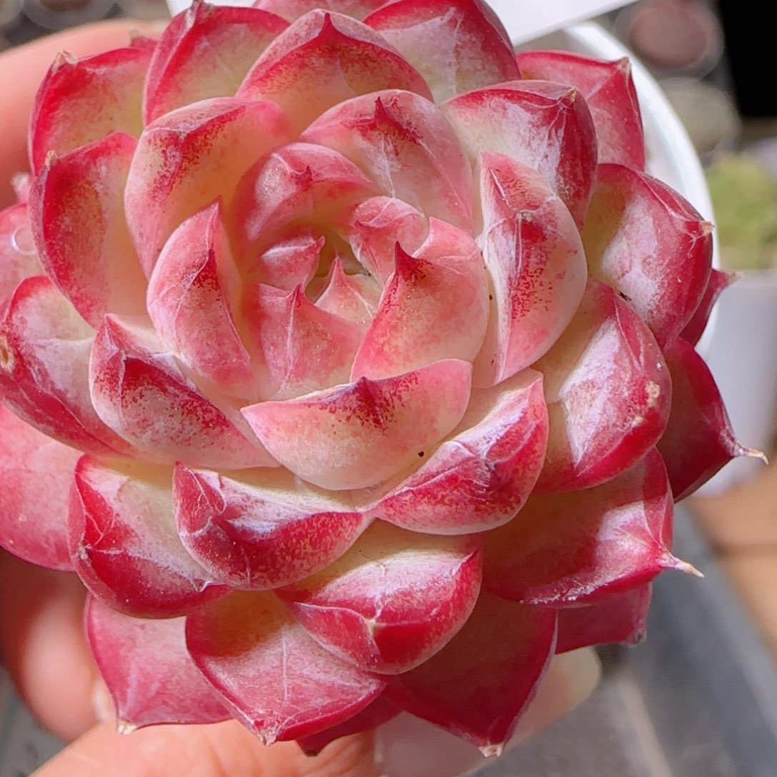 花语多肉1221-110女王