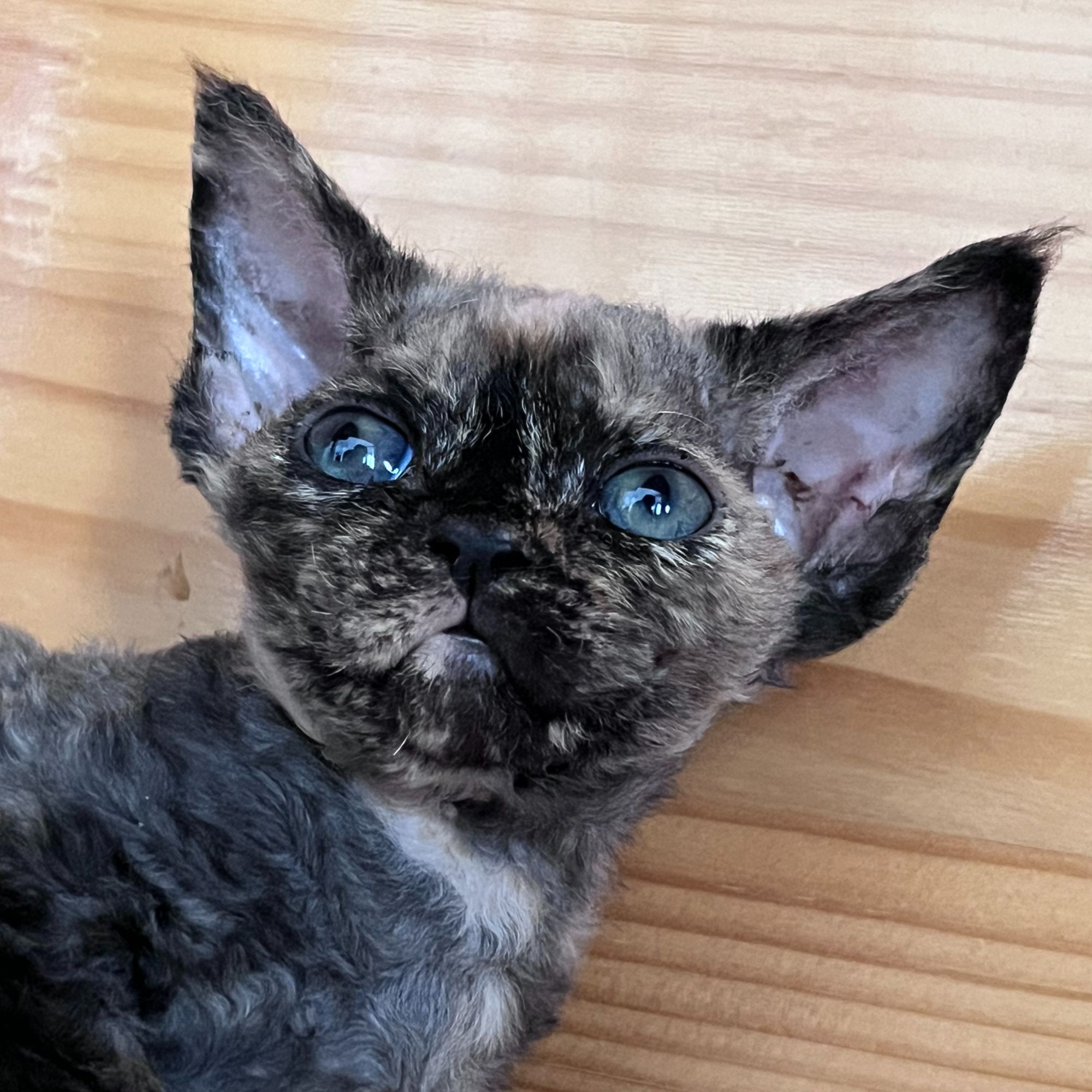 沈阳遐迩猫城堡健康可爱小猫宠物猫宝宝