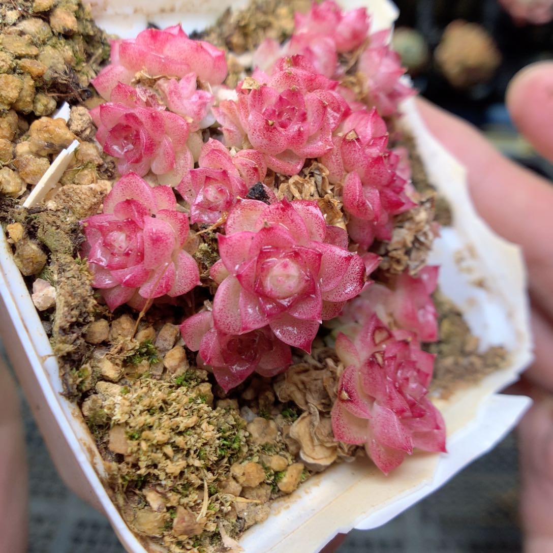 T195y y y y y y y y y