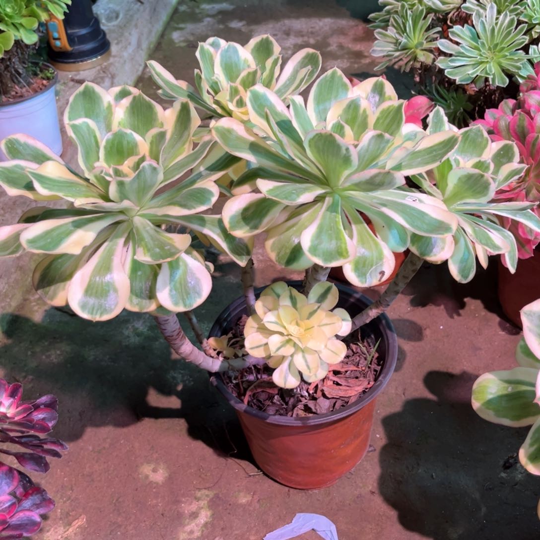 多肉植物燕姿786