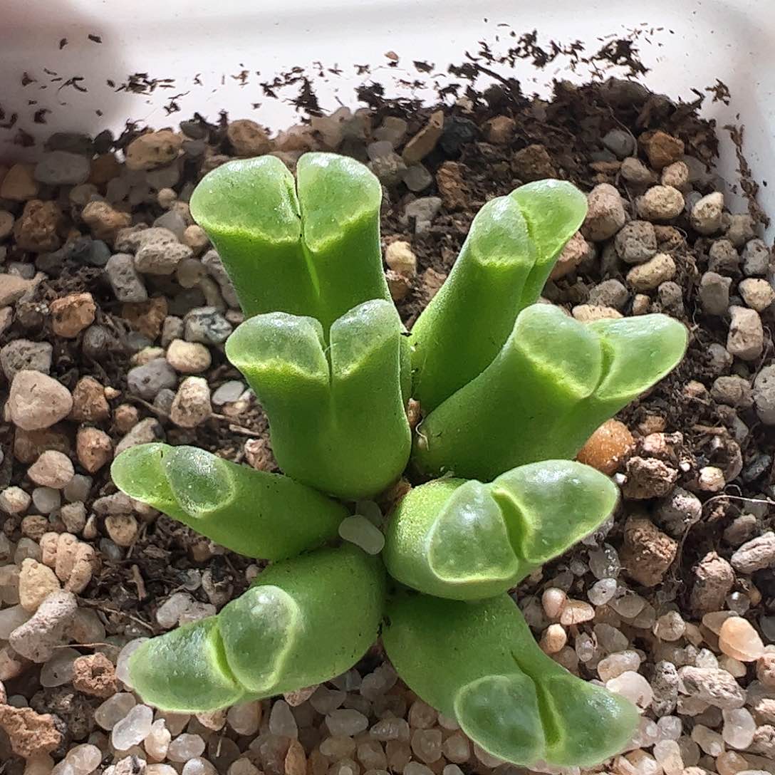 Sb805佛肚一颗489。