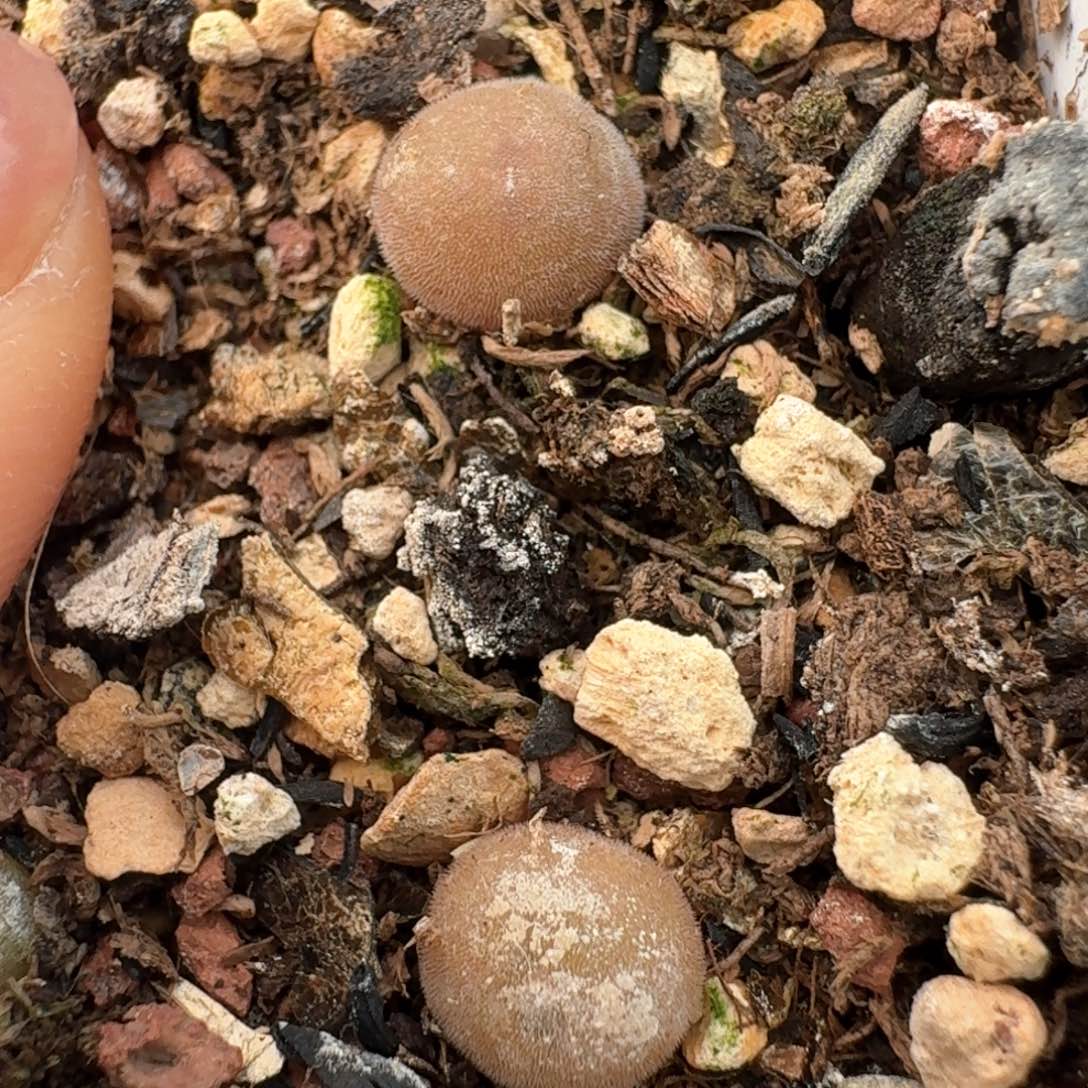 85空蝉两颗脱土发货尺寸0.7左右