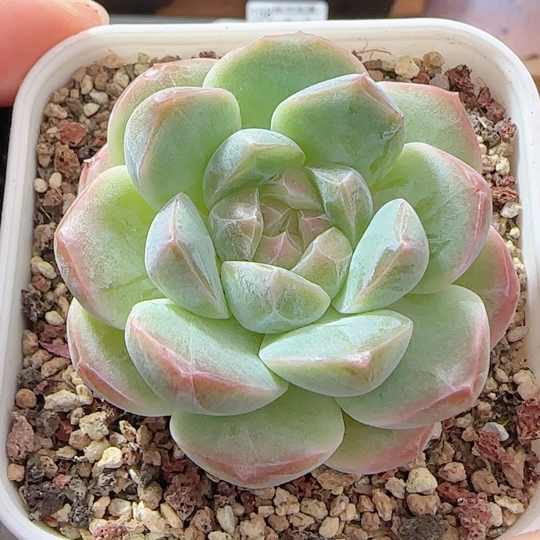 多肉1001--159糖心