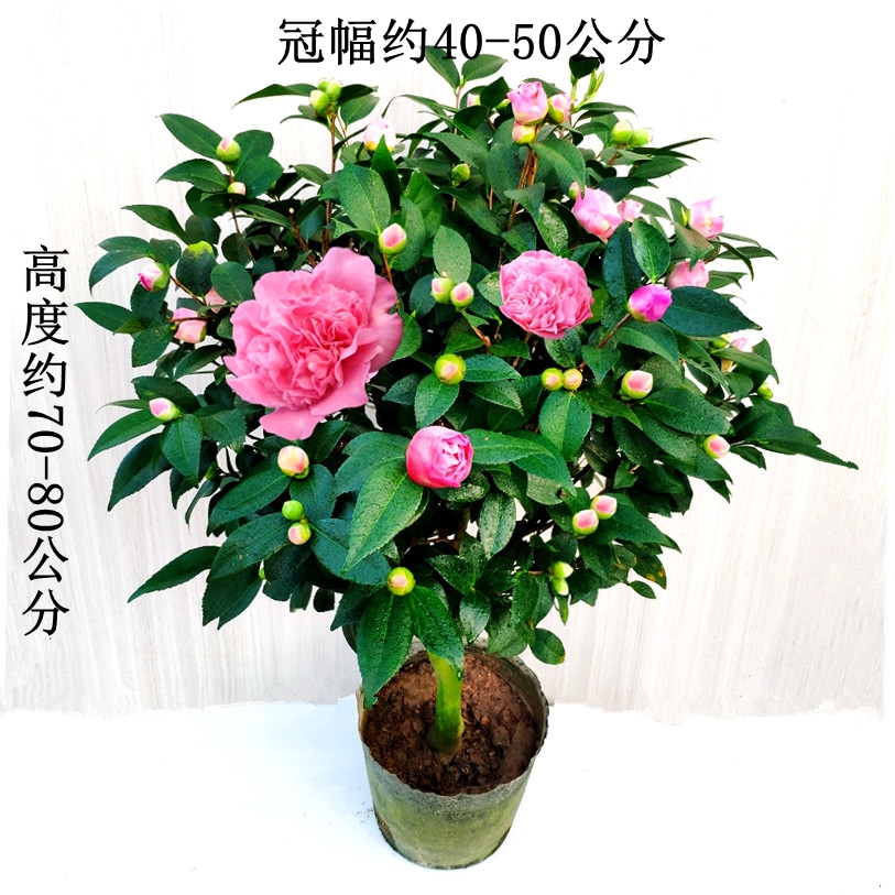香妃山茶花树苗四季浓香型庭院阳台花卉室内外好养易活花卉