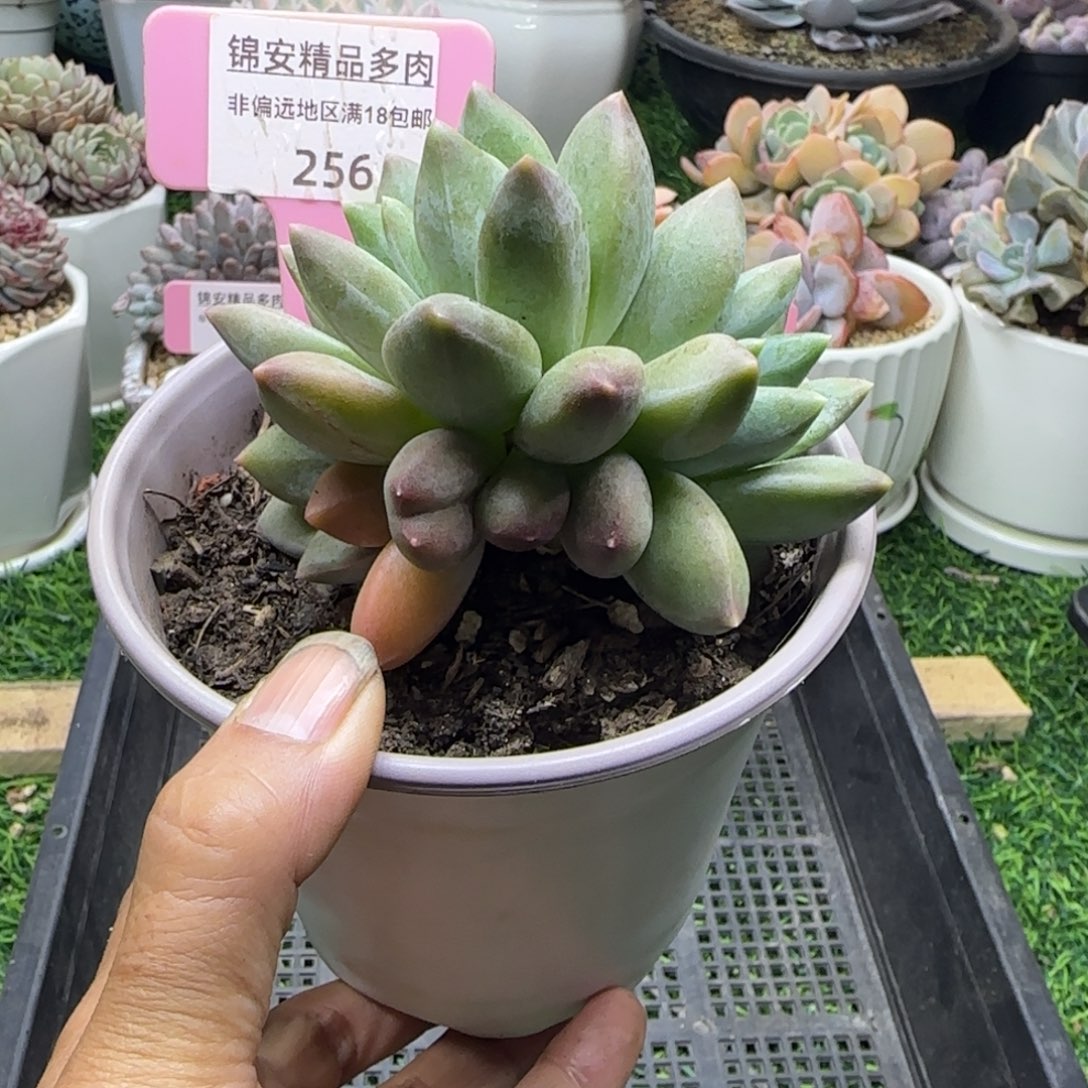 锦安精品多肉植物256