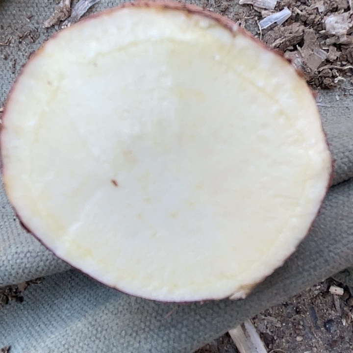 中国大陆红皮白心山芋地瓜5斤