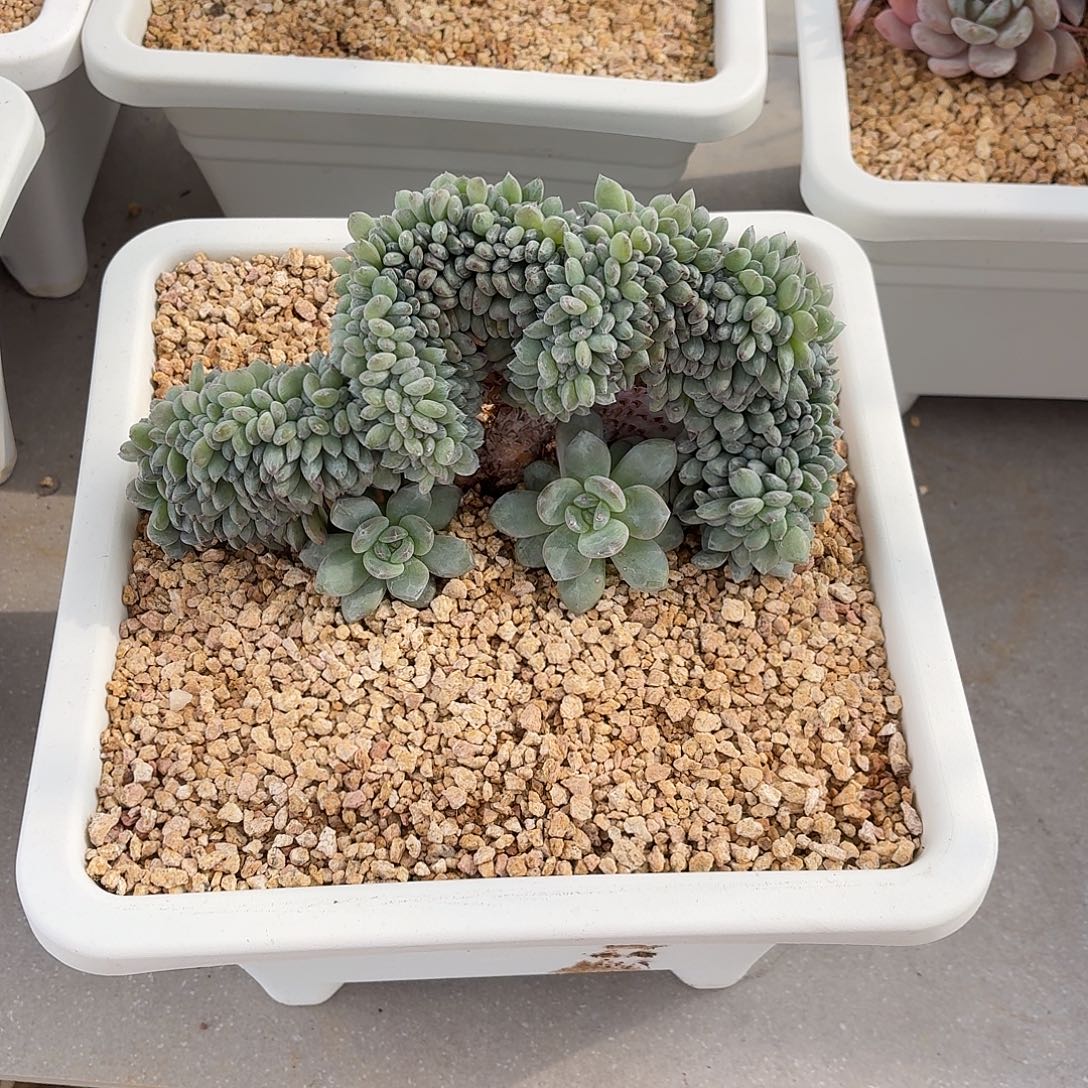 ス****26.003星影树缀化