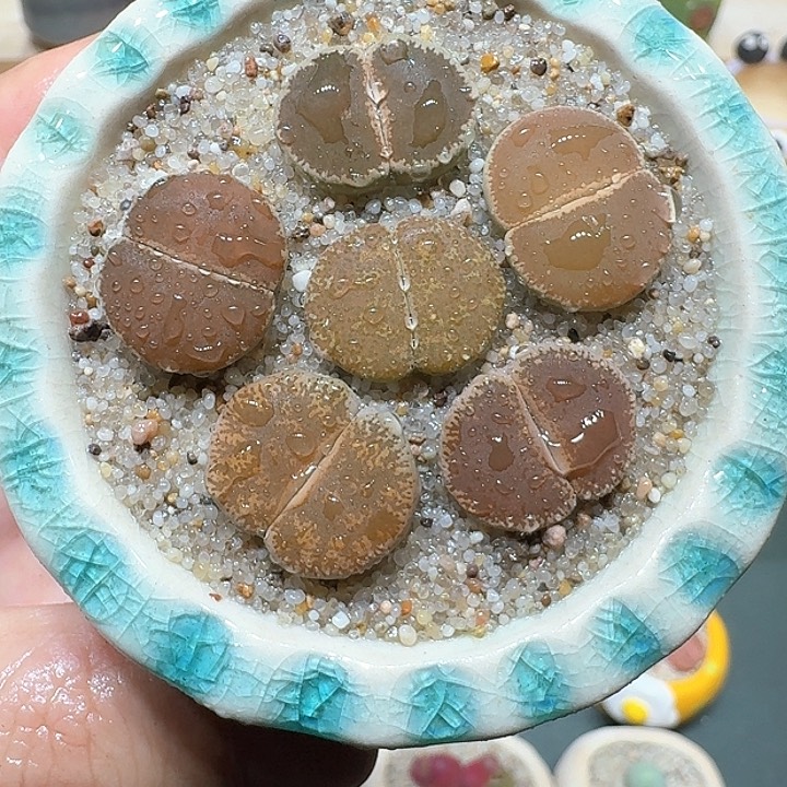 红陶蘑菇630和田