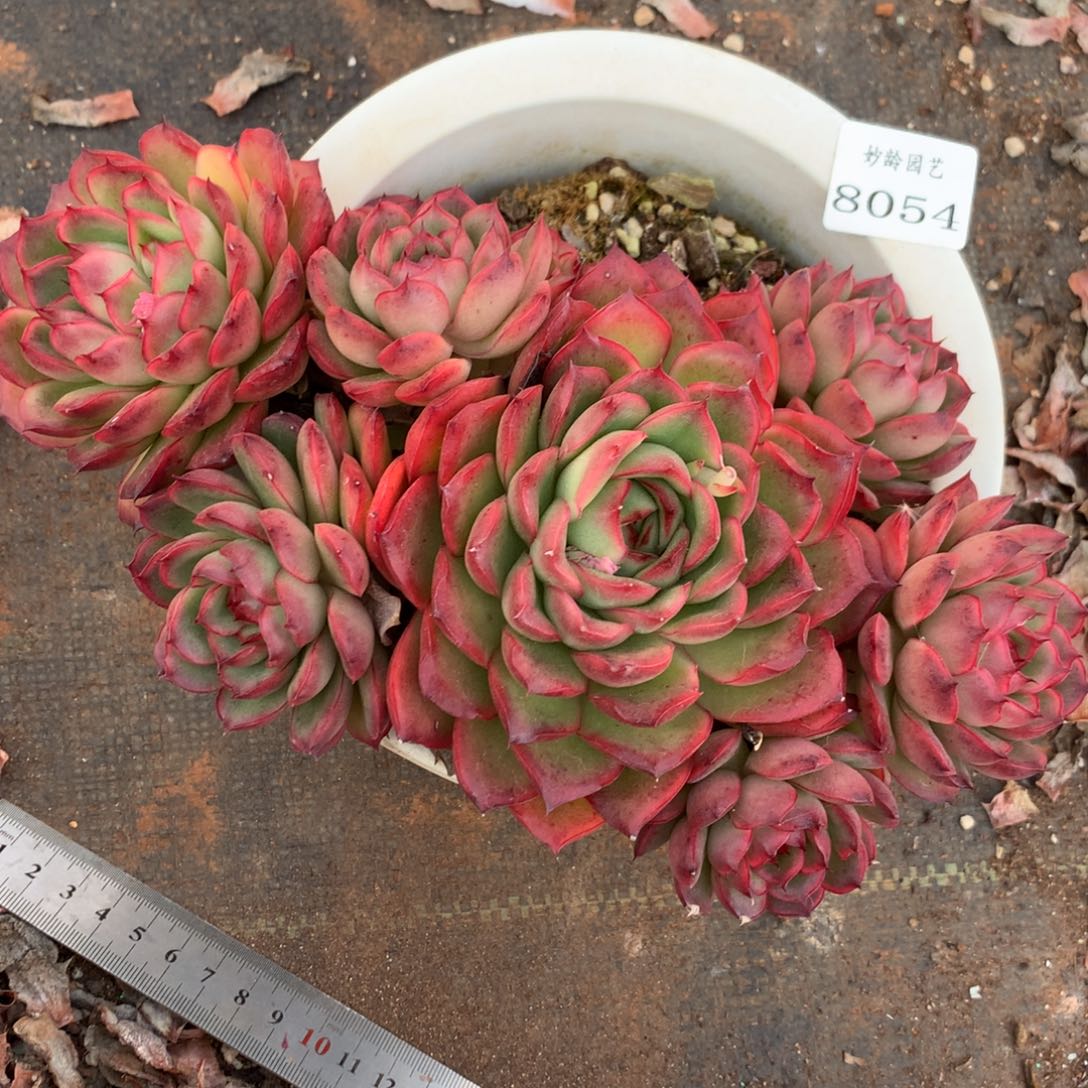 8054杂交多肉老桩