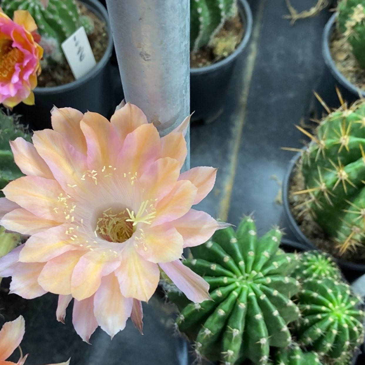 【闪购商品】香槟彩草自根