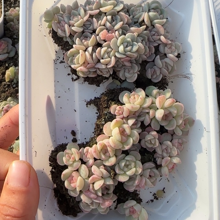 15 号王者系列多肉一盒